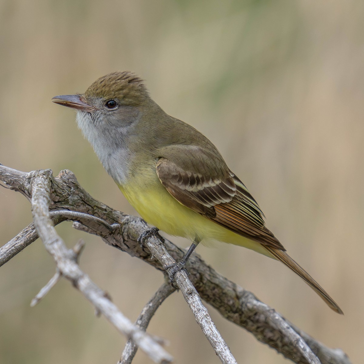 Great Crested Flycatcher - ML618877822