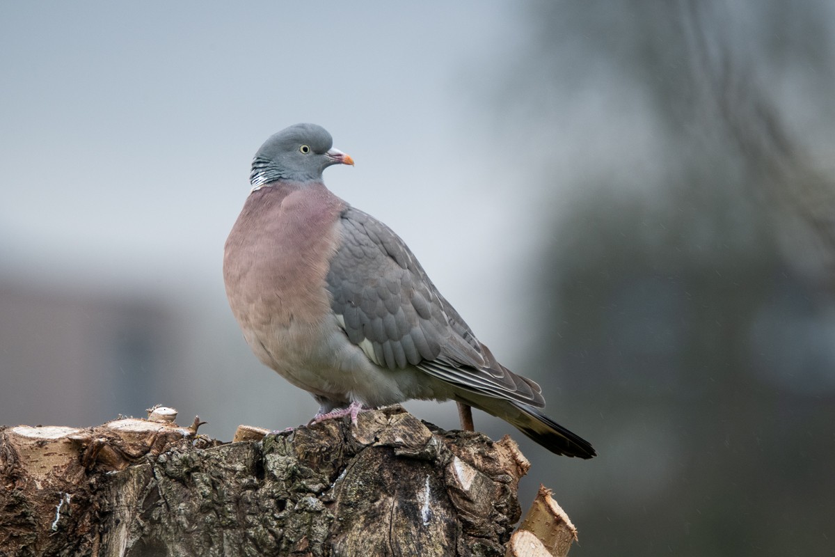 Common Wood-Pigeon - Guido Van den Troost