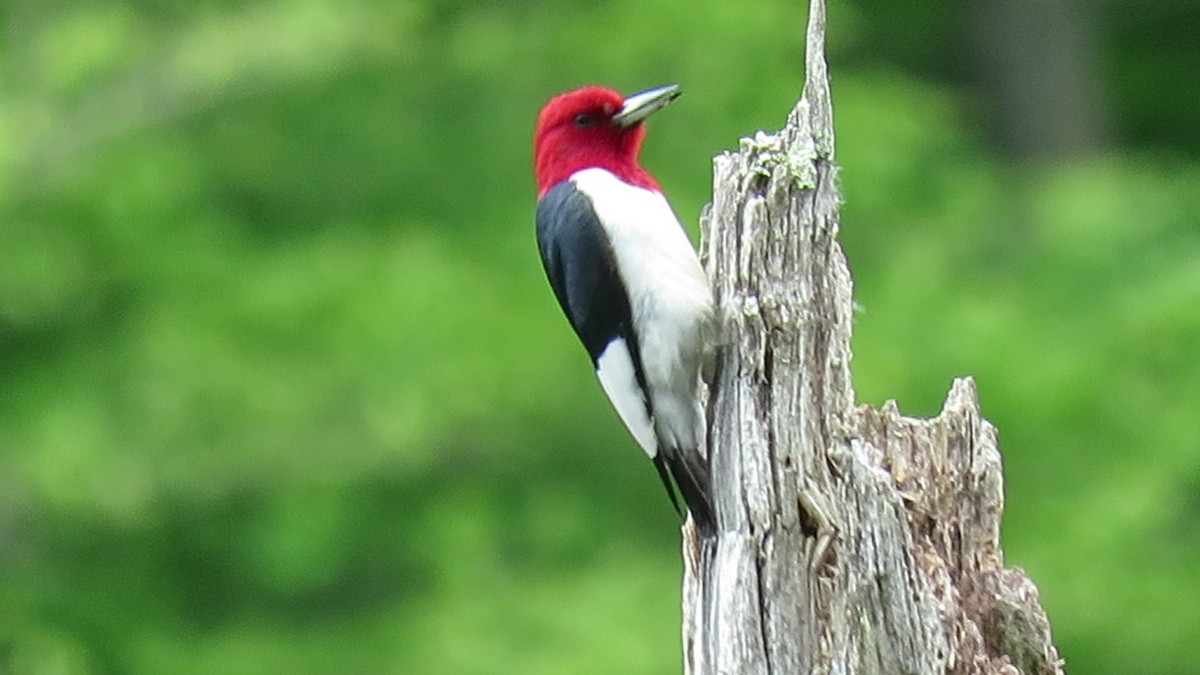 Red-headed Woodpecker - ML618877827
