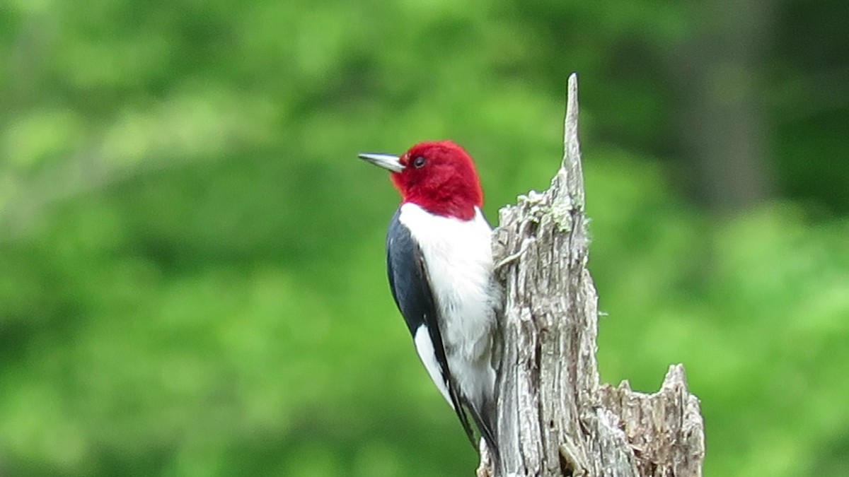 Red-headed Woodpecker - ML618877828