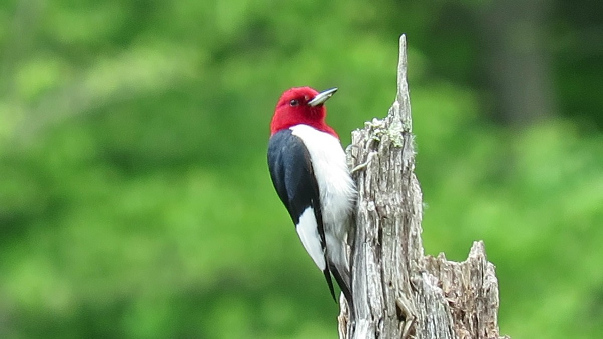 Red-headed Woodpecker - d w