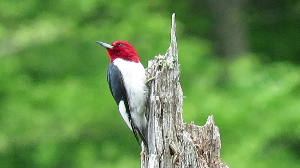 Red-headed Woodpecker - d w