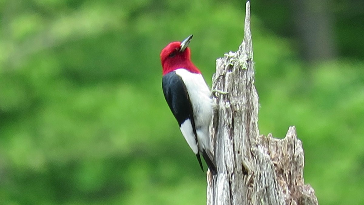 Red-headed Woodpecker - ML618877832