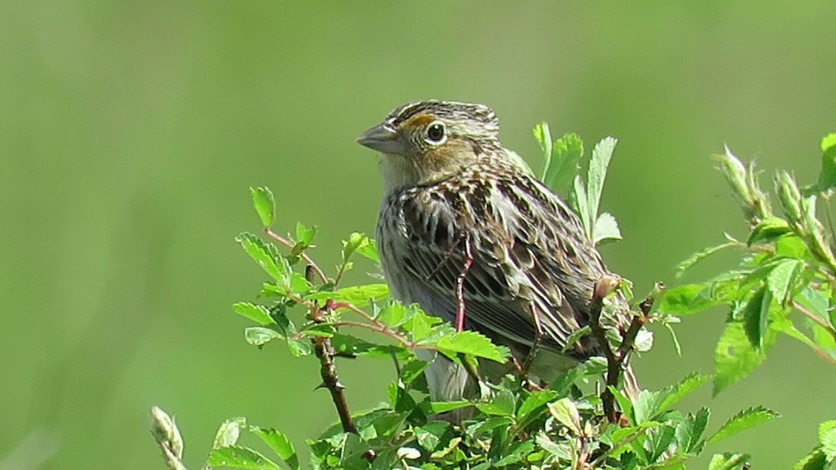 Grasshopper Sparrow - d w