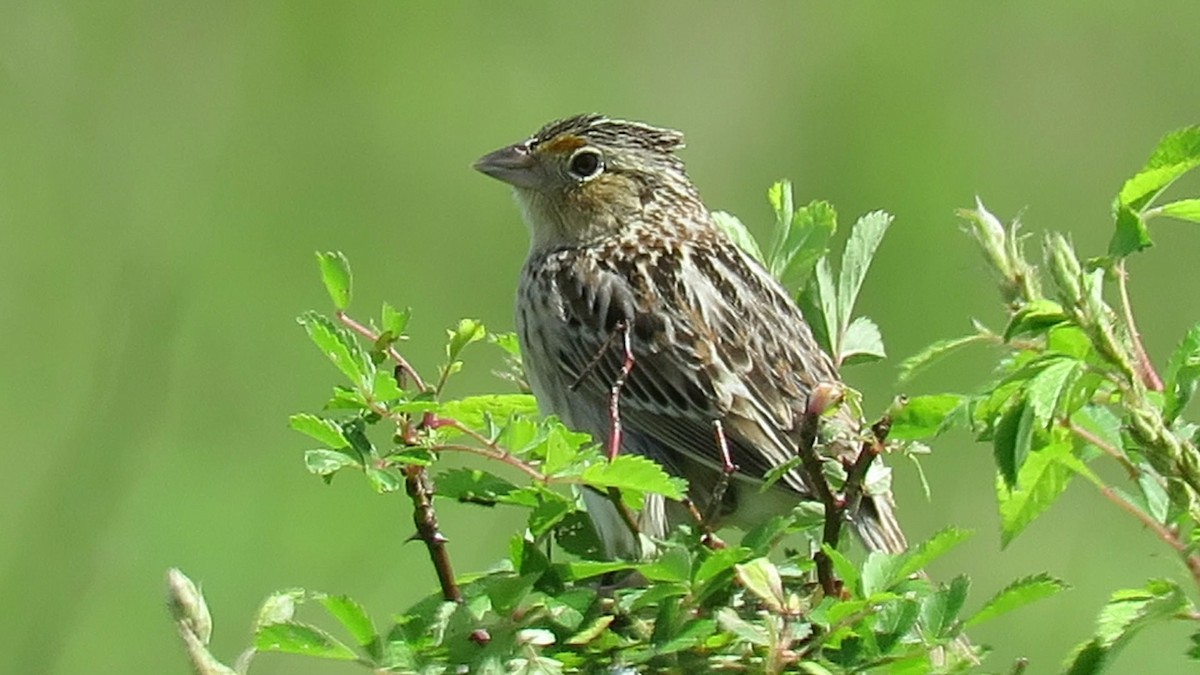 Grasshopper Sparrow - ML618877861
