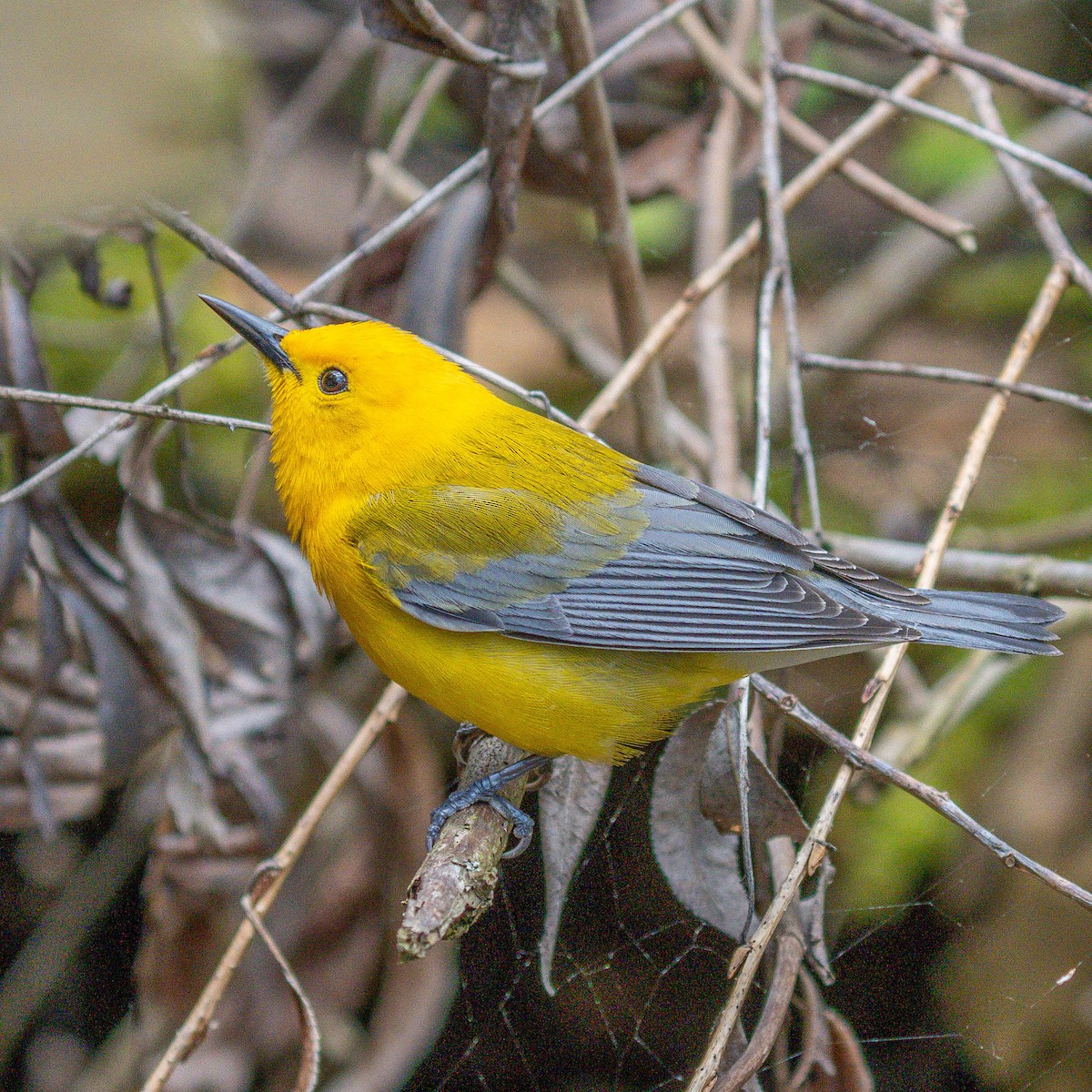 Prothonotary Warbler - Mark Siebers