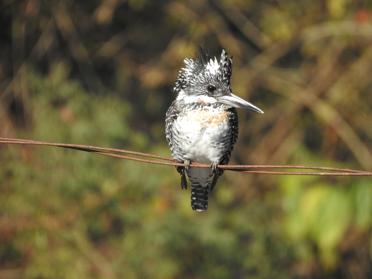Crested Kingfisher - ML618877875