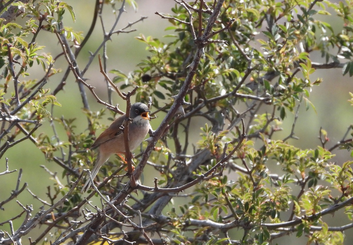 Spectacled Warbler - ML618877886