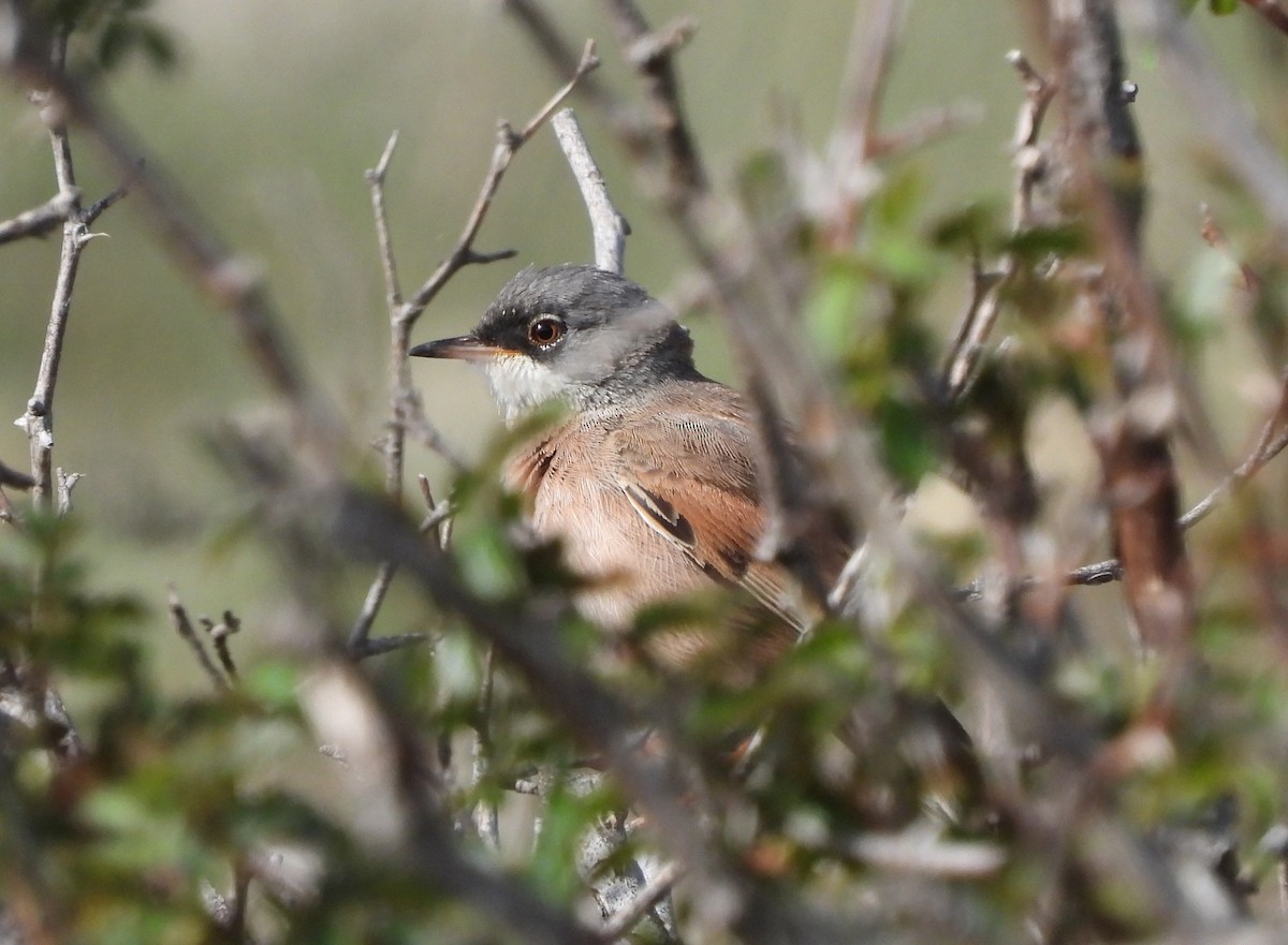Spectacled Warbler - ML618877887