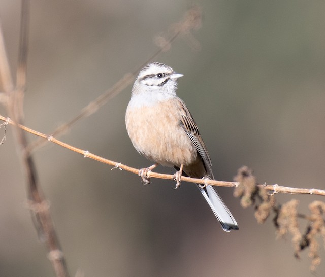 Rock Bunting — photographed by Sayantan Ghosh