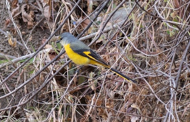 Long-tailed Minivet — photographed by Sayantan Ghosh