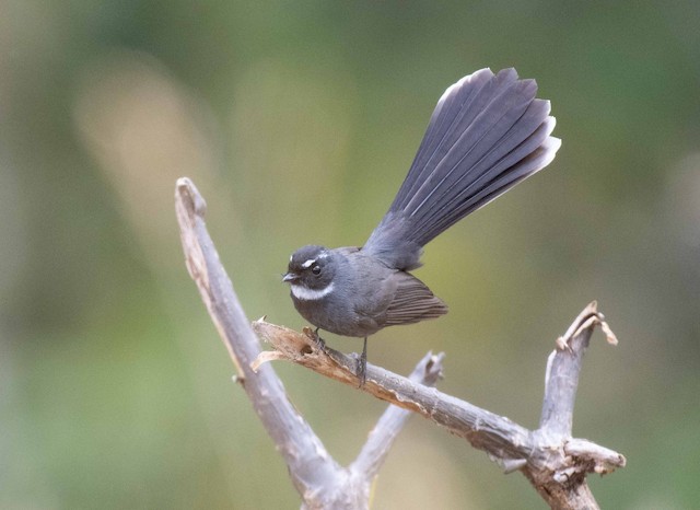 White-throated Fantail — photographed by Sayantan Ghosh