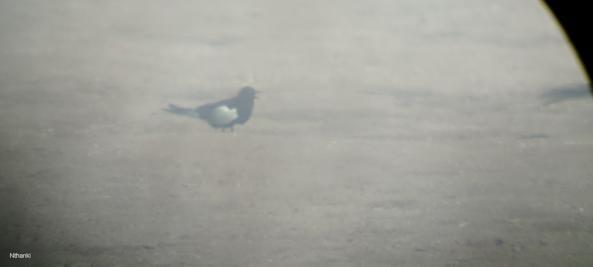 White-winged Tern - ML618877999