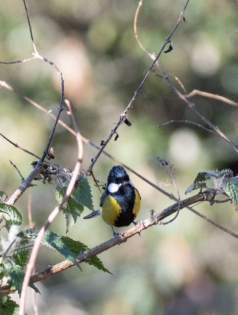 Green-backed Tit — photographed by Sayantan Ghosh