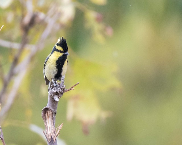 Himalayan Black-lored Tit — photographed by Sayantan Ghosh