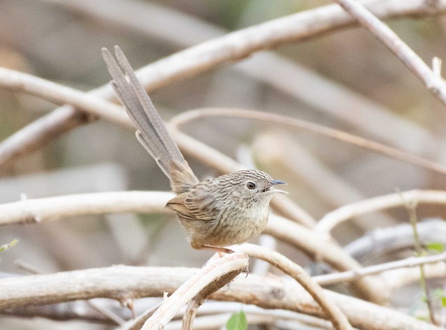 Himalayan Prinia (Striated Prinia) — photographed by Sayantan Ghosh