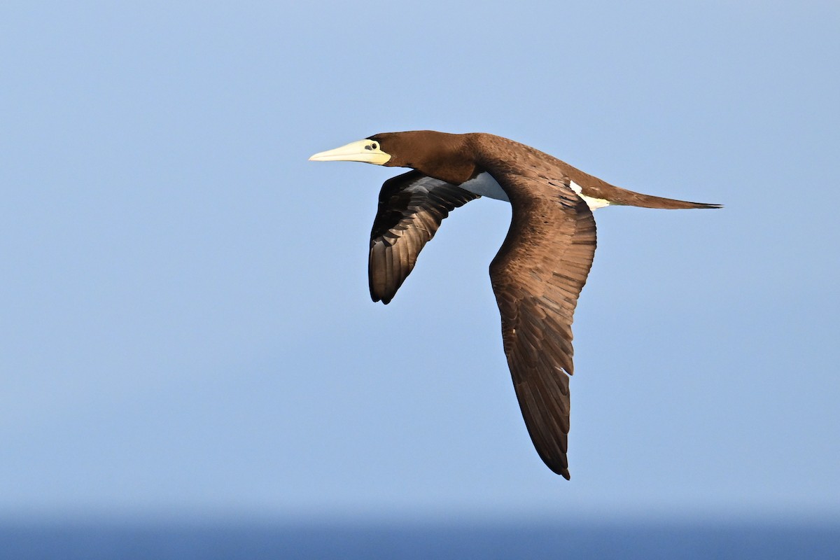 Brown Booby - ML618878047