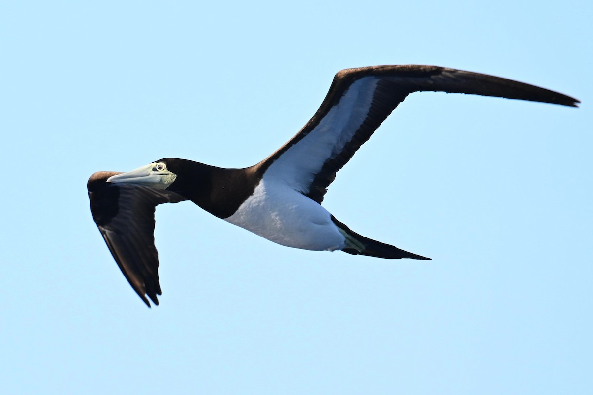 Brown Booby - ML618878048