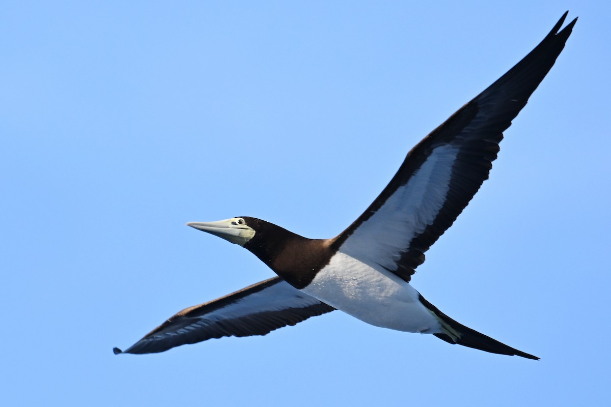 Brown Booby - ML618878049