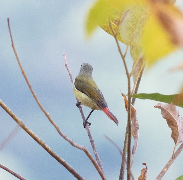 Fire-tailed Sunbird — photographed by Sayantan Ghosh