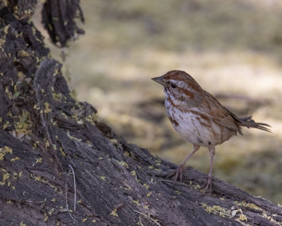Song Sparrow - Ameya Thatte