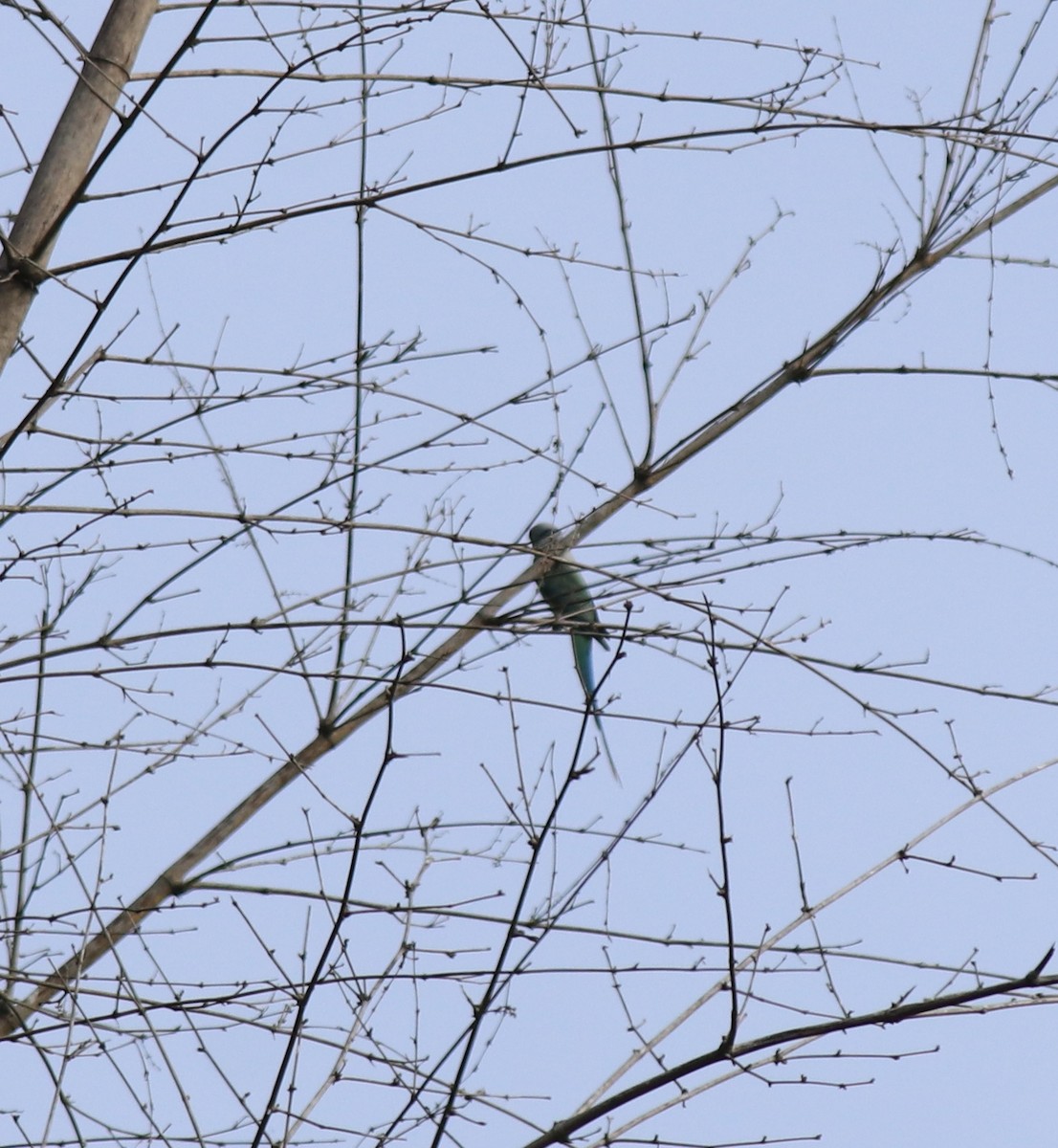 Malabar Yeşil Papağanı - ML618878084