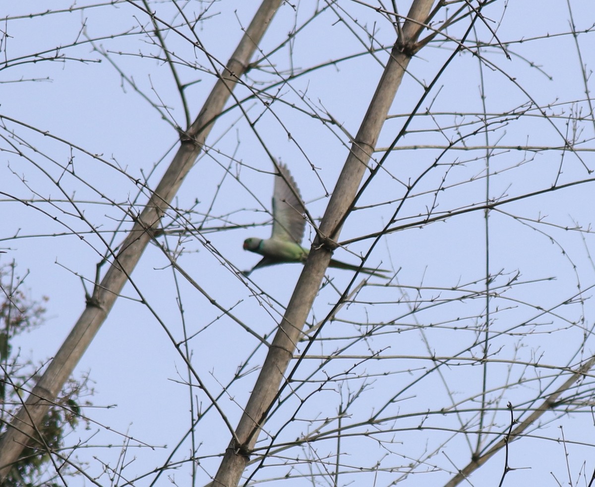Malabar Yeşil Papağanı - ML618878085
