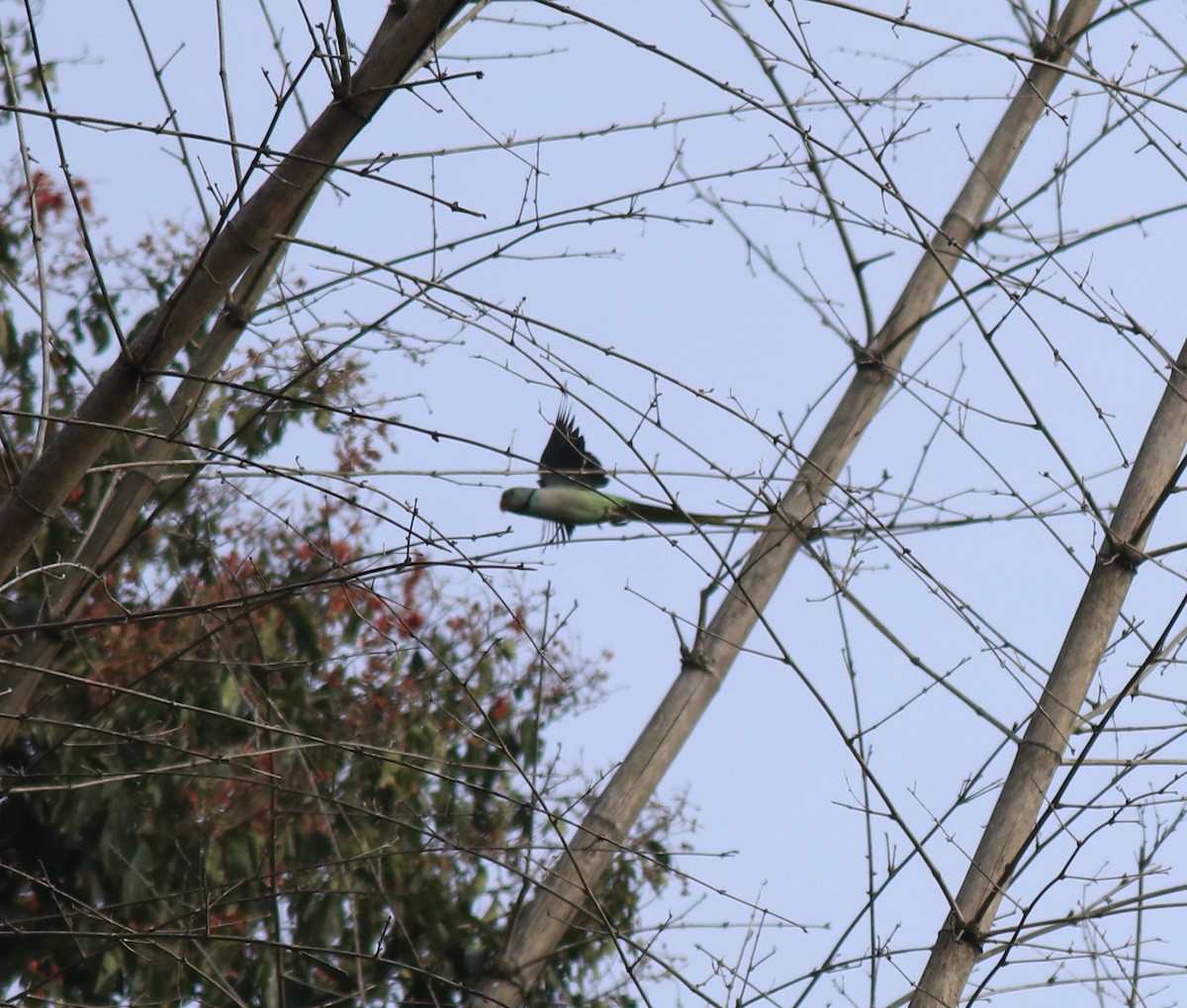 Malabar Yeşil Papağanı - ML618878086