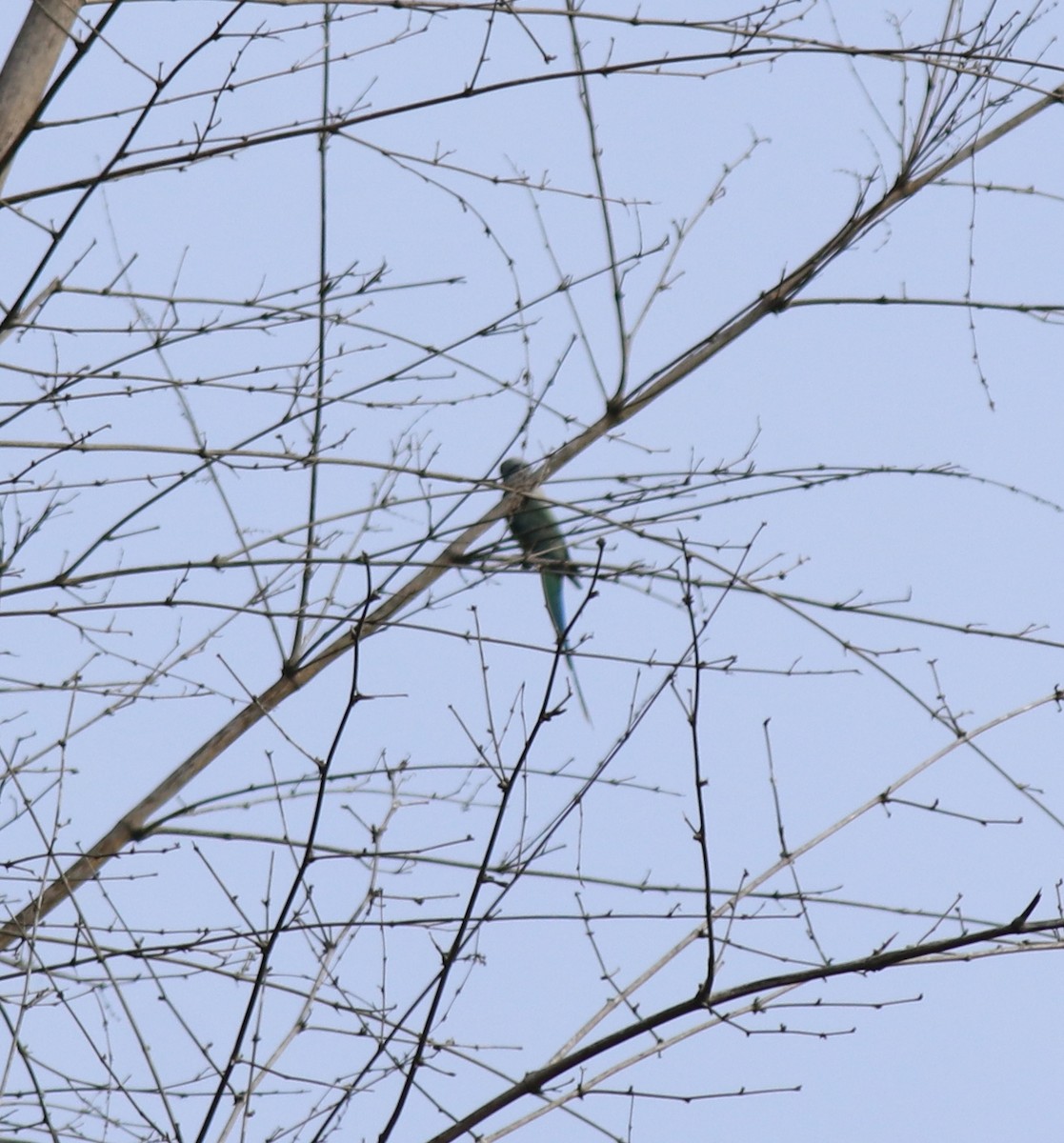 Malabar Yeşil Papağanı - ML618878087