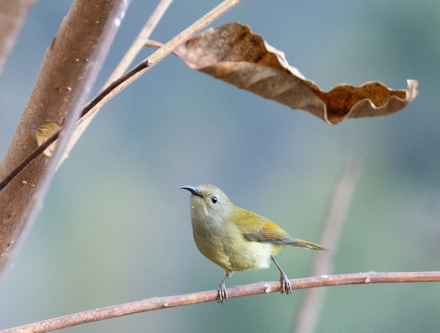 Green-tailed Sunbird — photographed by Sayantan Ghosh