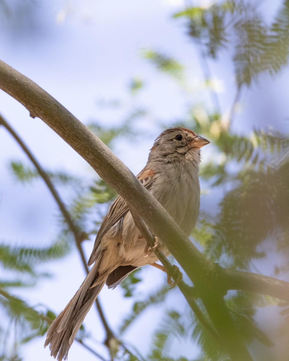 Rufous-winged Sparrow - Ameya Thatte