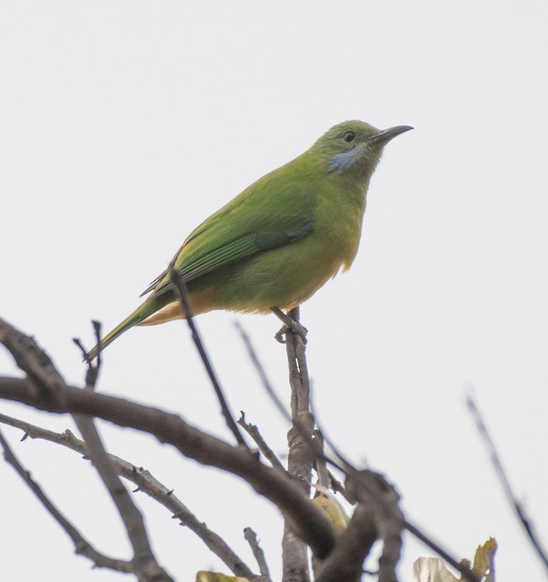 Golden-fronted Leafbird (Golden-fronted Chloropsis) — photographed by Sayantan Ghosh