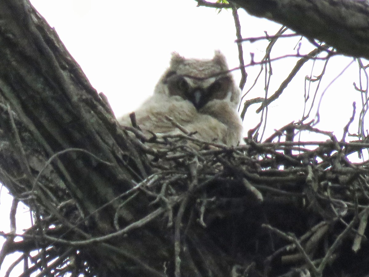 Great Horned Owl - d w