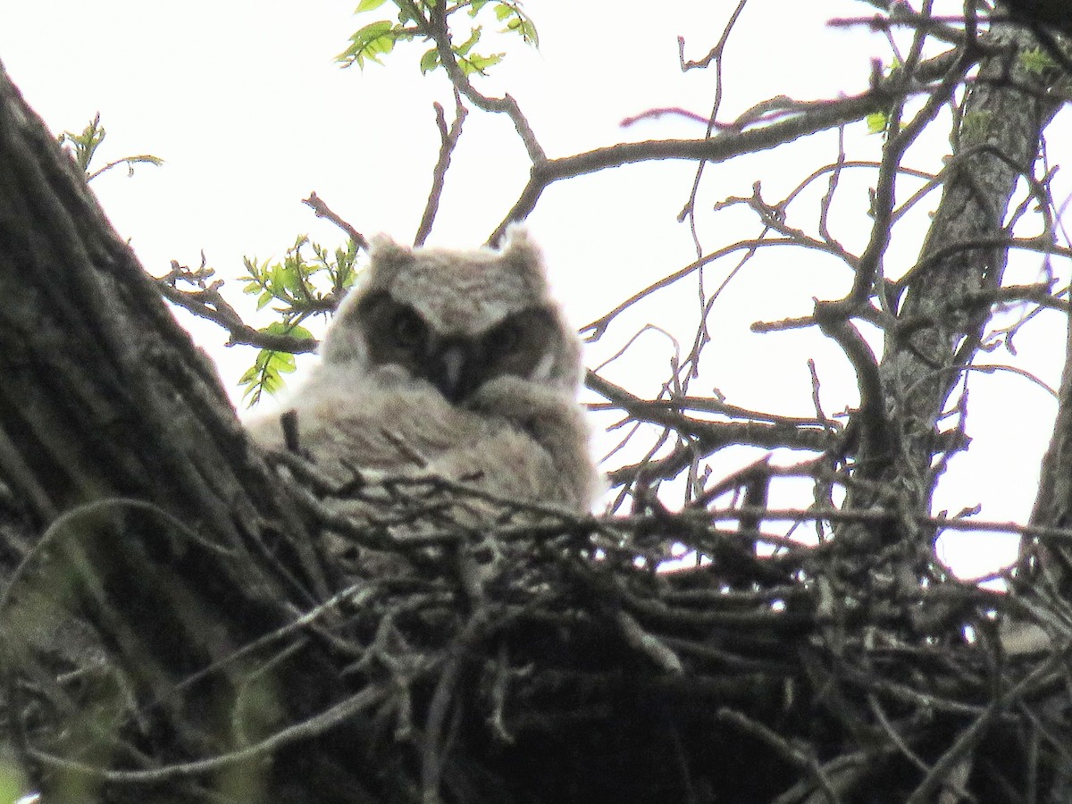 Great Horned Owl - ML618878112