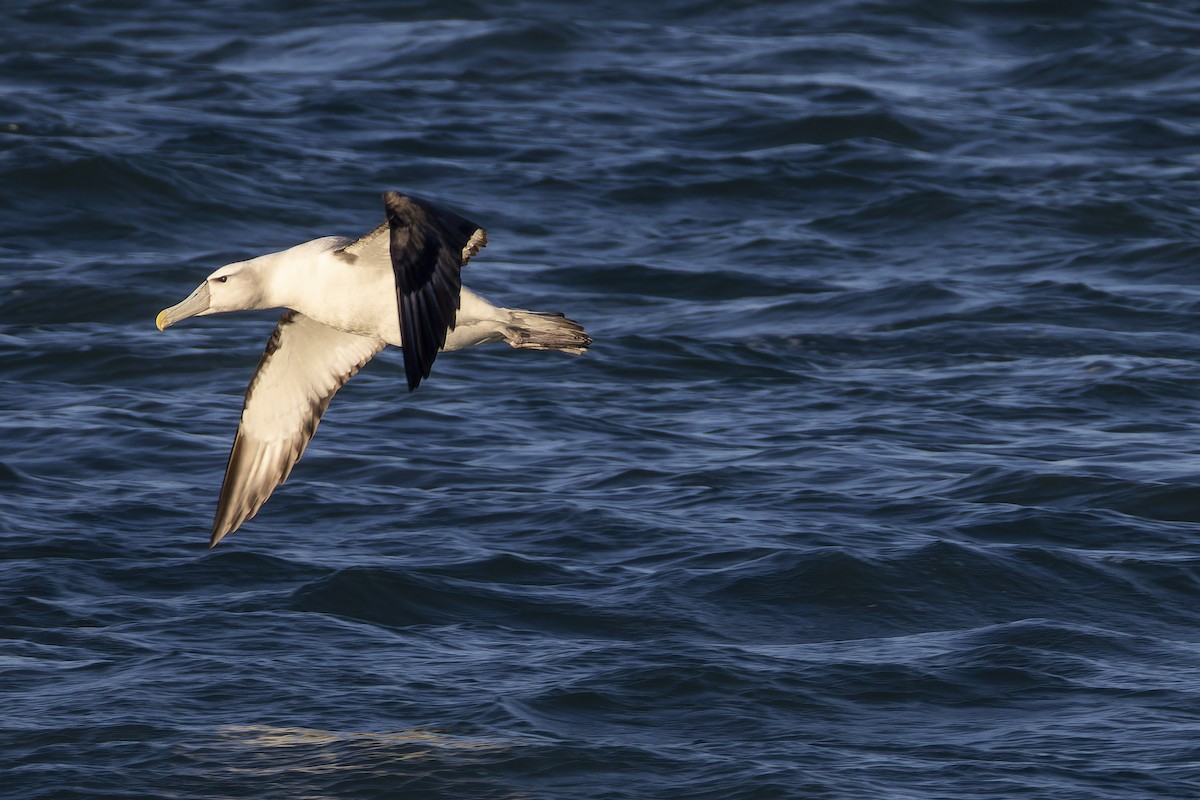 Albatros à cape blanche - ML618878130
