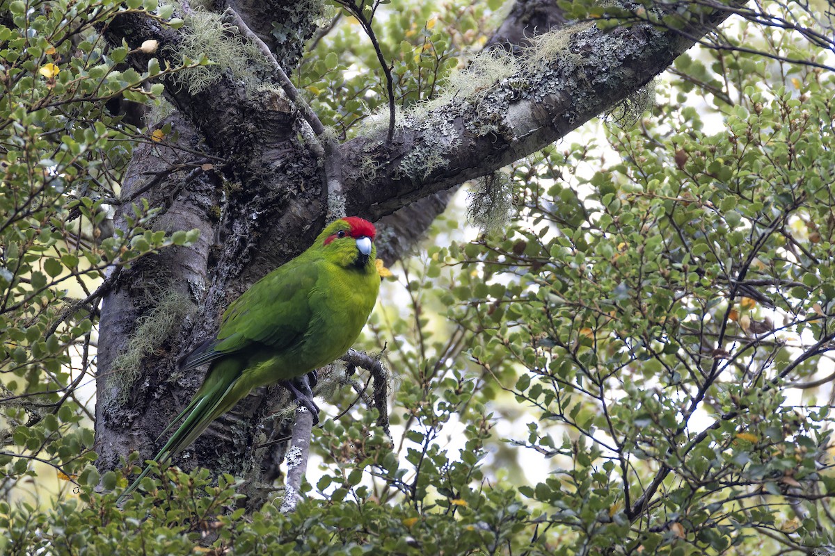 Red-crowned Parakeet - ML618878134