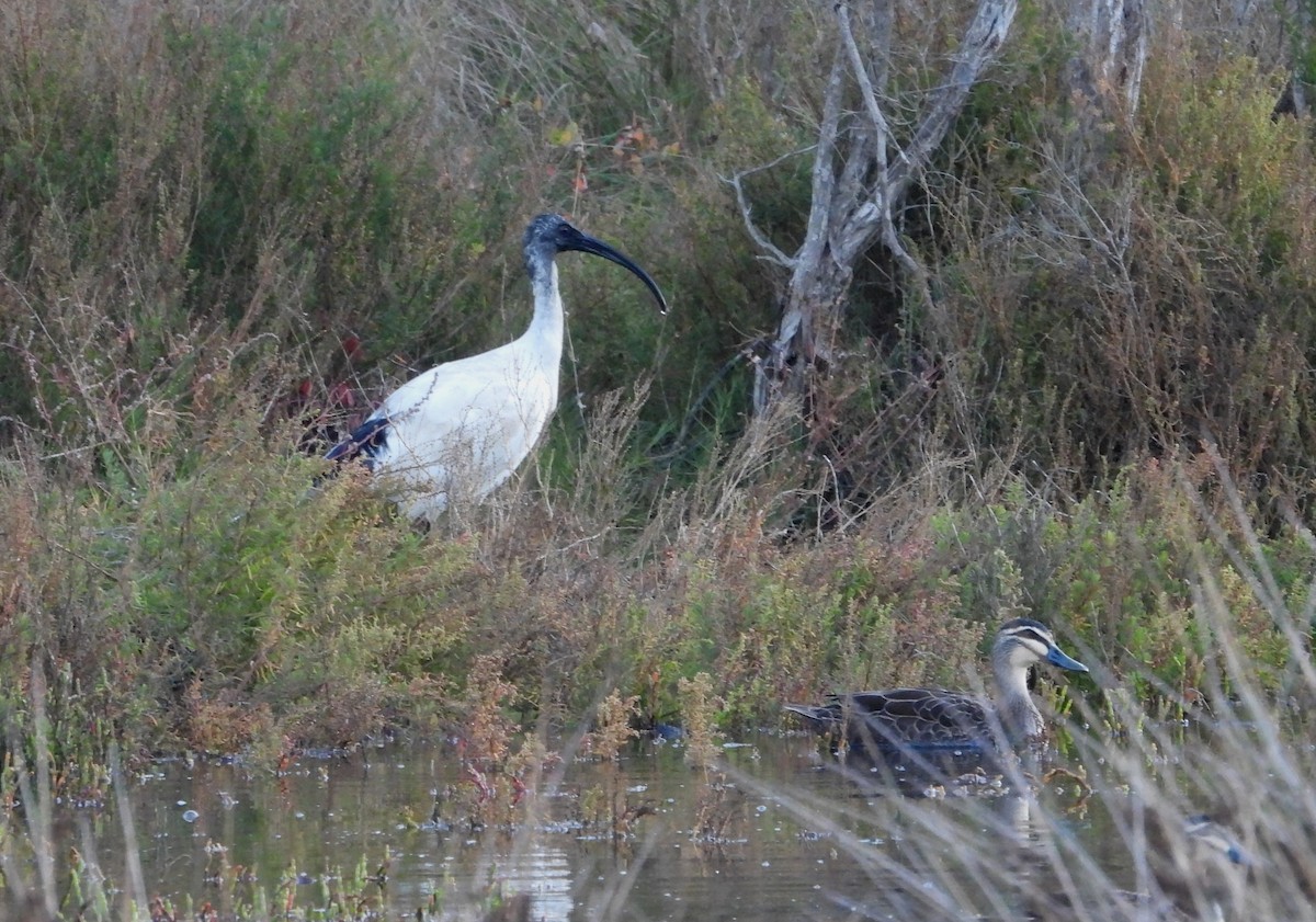 ibis australský - ML618878143