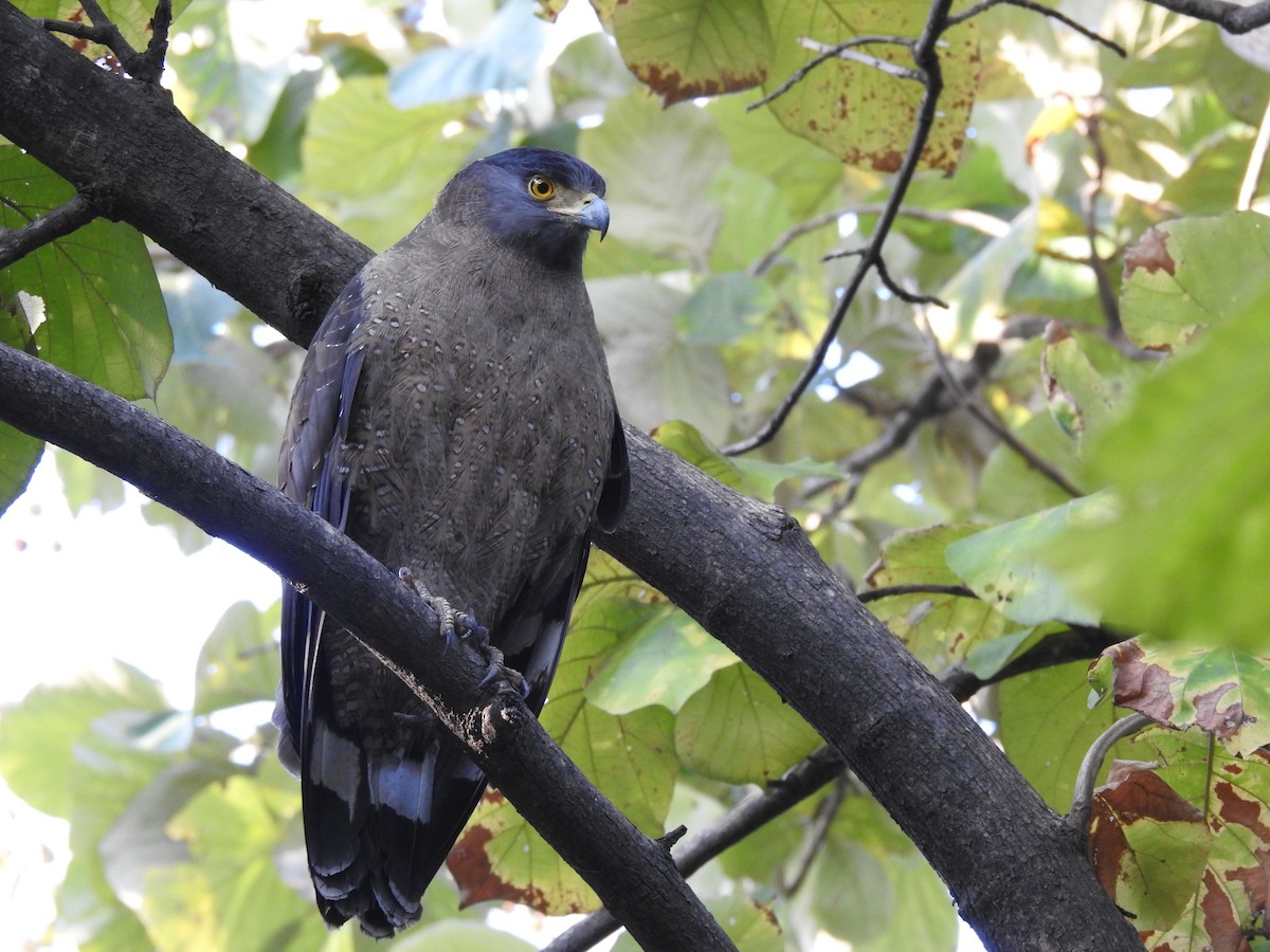 Crested Serpent-Eagle - ML618878185
