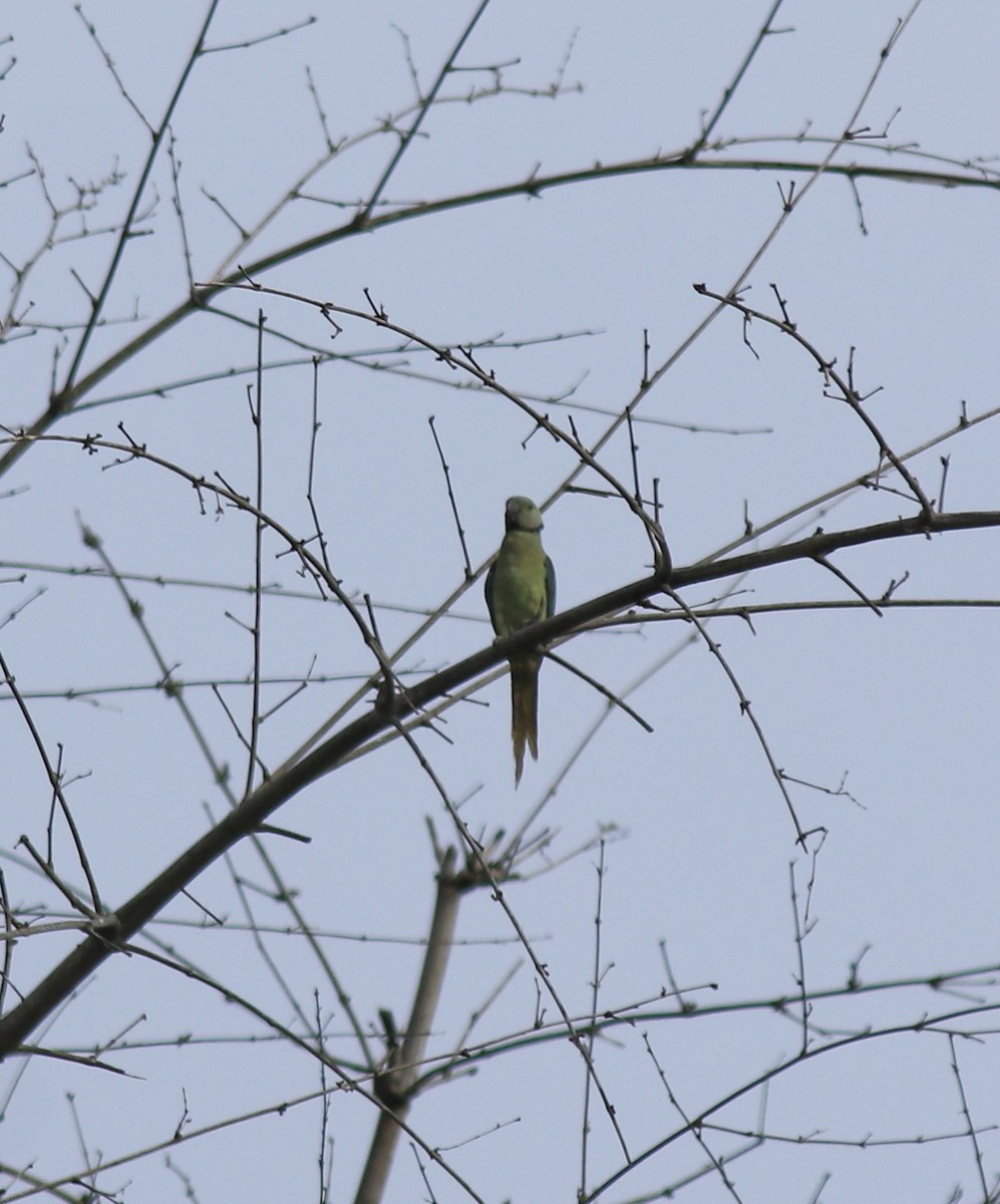 Malabar Yeşil Papağanı - ML618878186