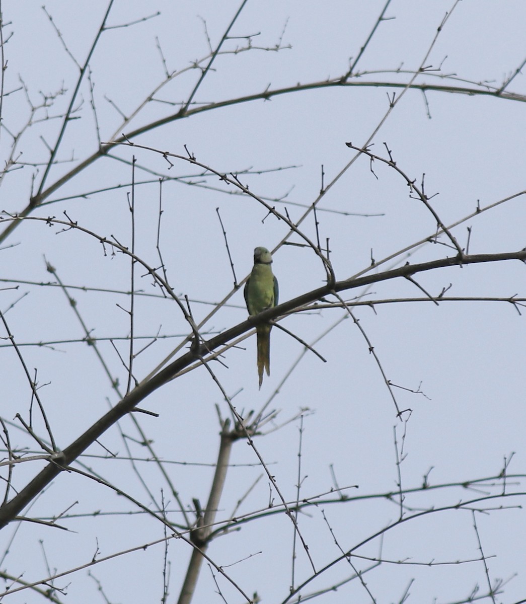 Malabar Yeşil Papağanı - ML618878187