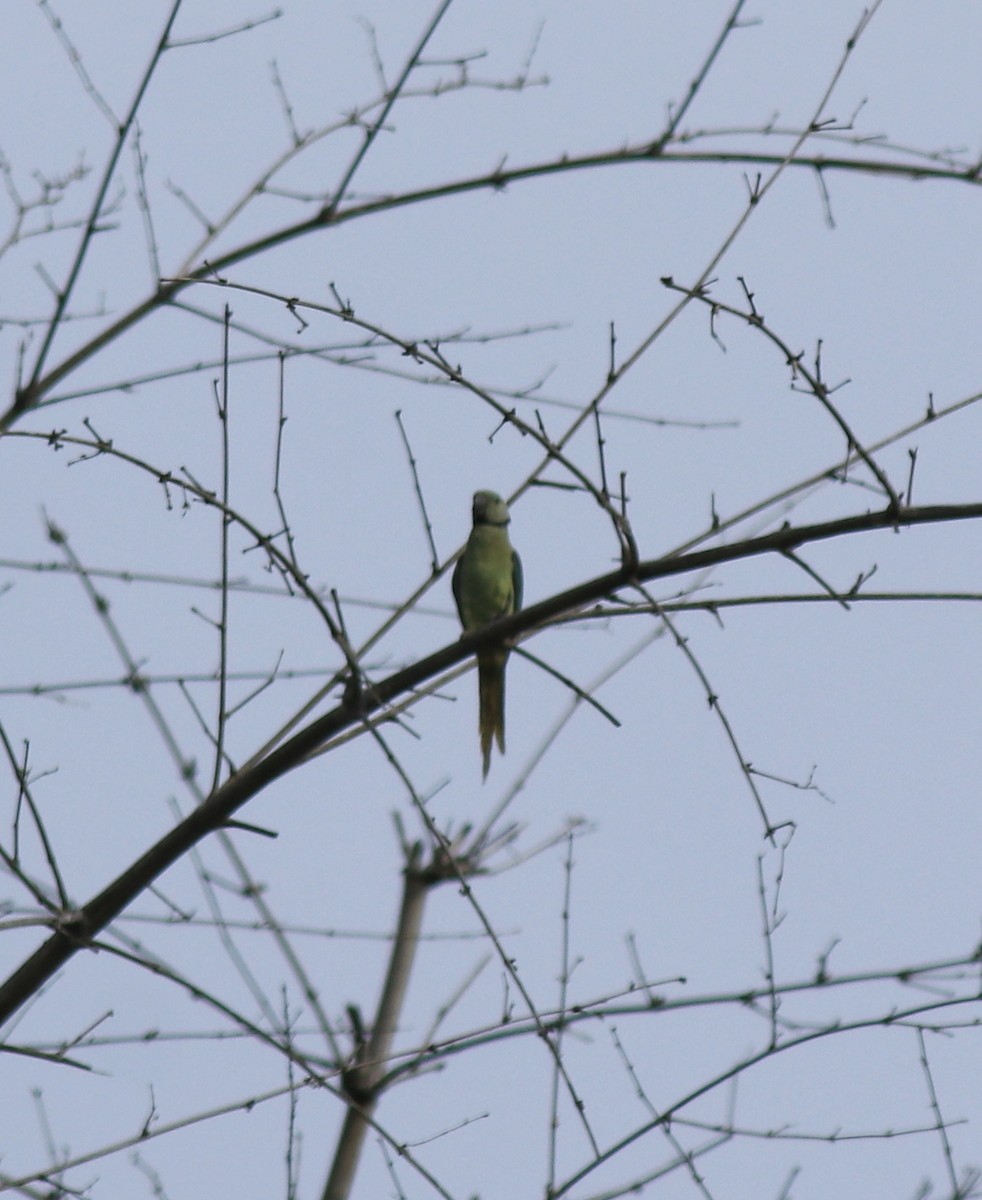 Malabar Yeşil Papağanı - ML618878188
