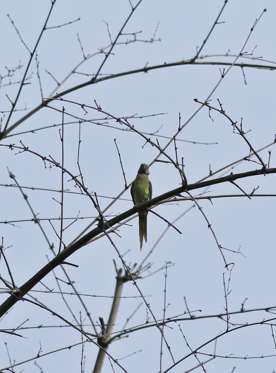 Malabar Yeşil Papağanı - ML618878189