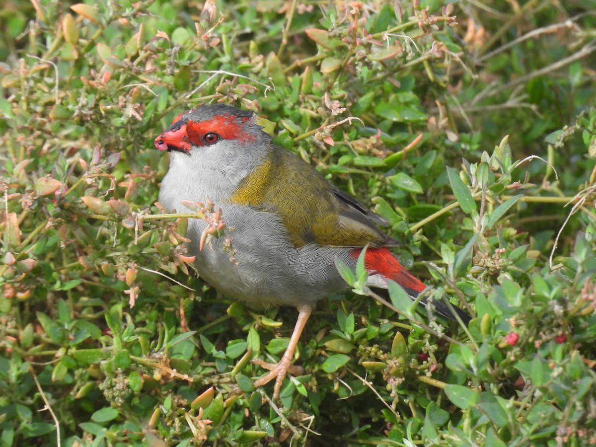 Red-browed Firetail - ML618878216