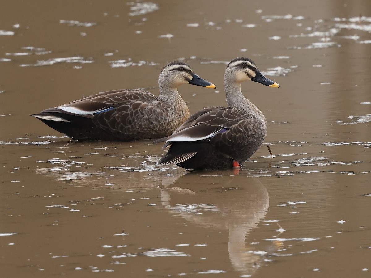 Eastern Spot-billed Duck - Mark Newsome