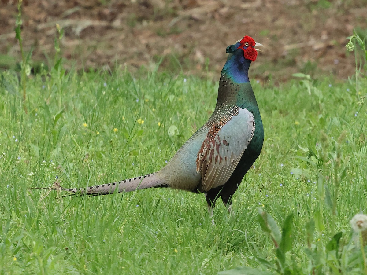 Green Pheasant - Mark Newsome