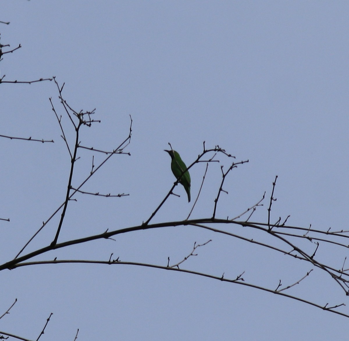 Golden-fronted Leafbird - Afsar Nayakkan