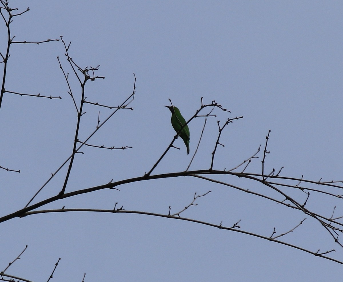 Golden-fronted Leafbird - Afsar Nayakkan