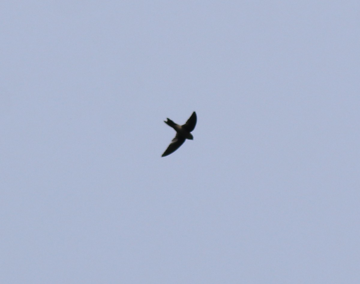 Indian Swiftlet - ML618878276