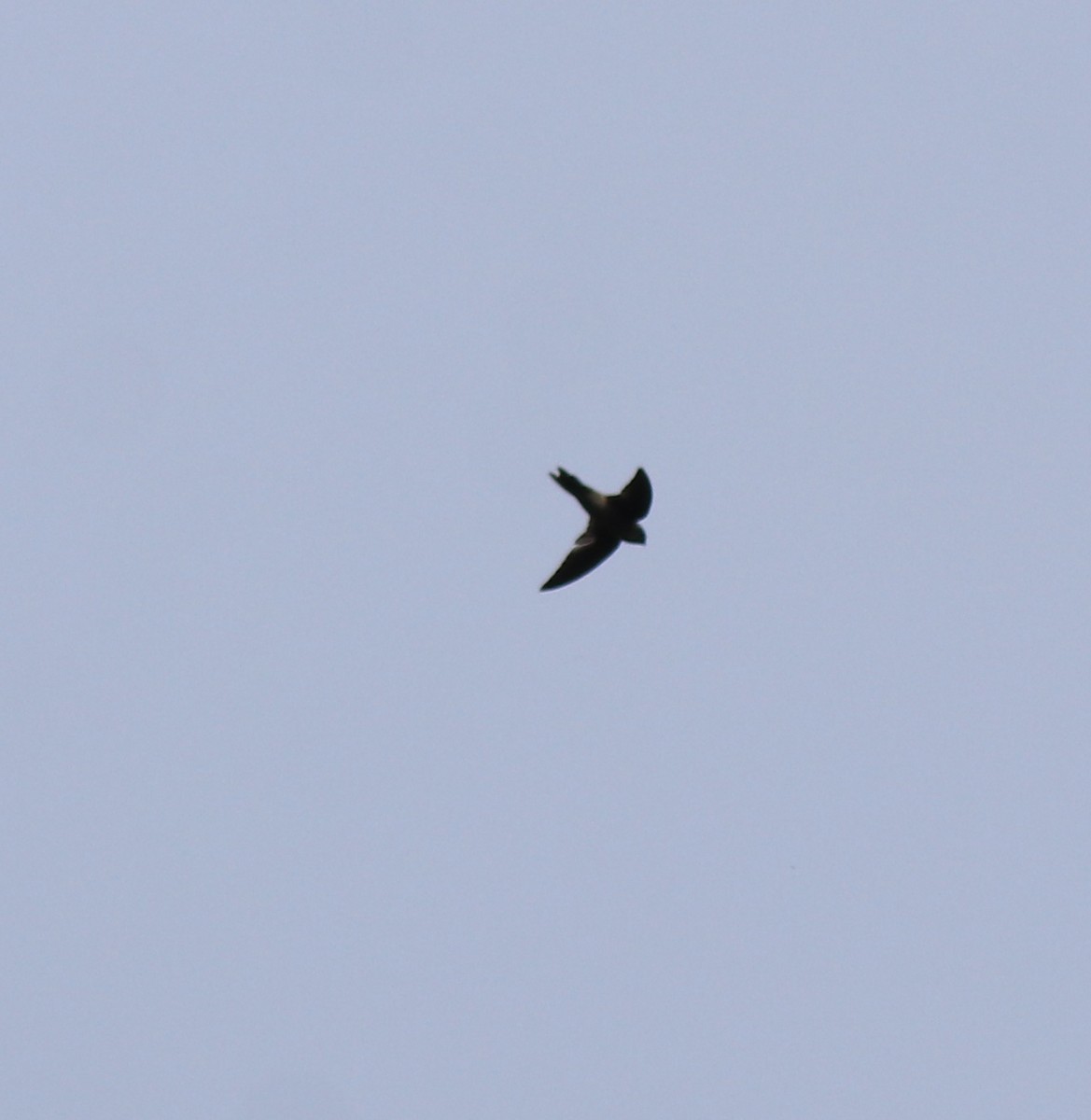 Indian Swiftlet - ML618878277