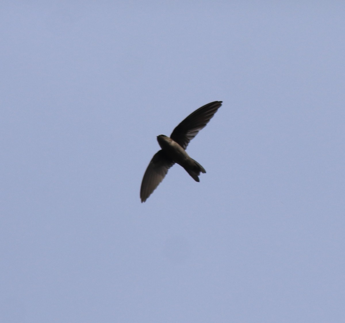 Indian Swiftlet - ML618878278